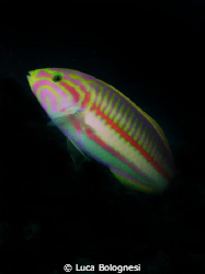 Curious wrasse - have tried uploading countless times but... by Luca Bolognesi 